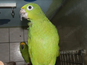 Surinam - Amazonen ( Gelbscheitel -Amazonen ) Bild 3