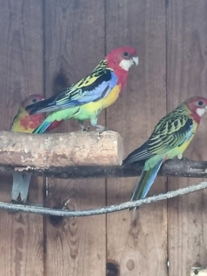 Rosellas  abzugebe 