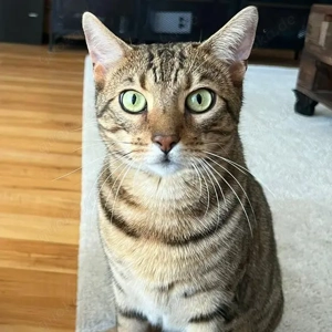 RIO sucht ein Zuhause