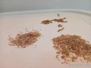 Aufzuchtsset mehlwurm 3.000 eier