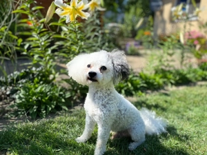 Bolonka (kein Verkauf)  unerfahren und möchte gerne Welpen zeugen