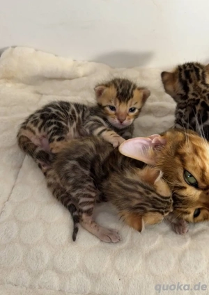 Bengalkatzen