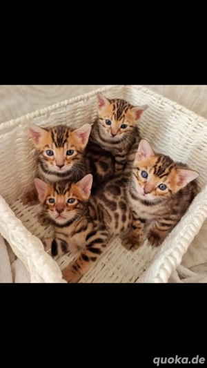 Bengalkätzchen für die Weihnachtsfeiertage verfügbar