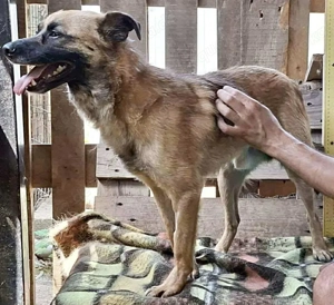 Arko ist auf der Suche nach Ruhe & Sicherheit Bild 3