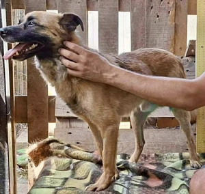 Arko ist auf der Suche nach Ruhe & Sicherheit Bild 4