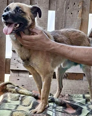 Arko ist auf der Suche nach Ruhe & Sicherheit Bild 2