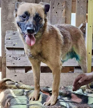 Arko ist auf der Suche nach Ruhe & Sicherheit Bild 10