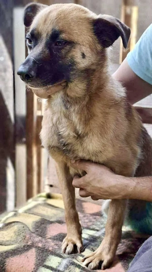 Arko ist auf der Suche nach Ruhe & Sicherheit Bild 7