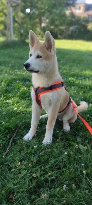 Akita inu rüde zu verkaufen  Bild 3