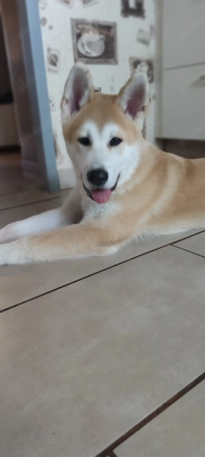 Akita inu rüde zu verkaufen  Bild 2