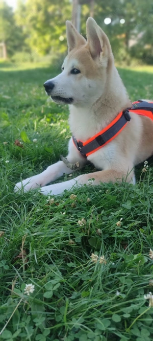 Akita inu rüde zu verkaufen  Bild 4