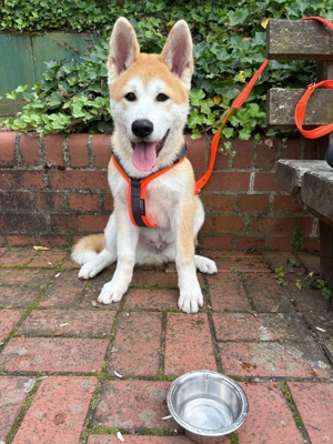 Akita inu rüde zu verkaufen  Bild 5