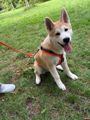 Akita inu rüde zu verkaufen  Bild 6