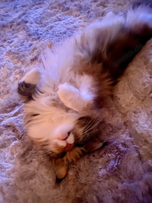 Suche Deckkater Maine Coon