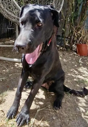 Annabelle - hoffnungsvolle Doggen-Mix-Hündin Bild 3