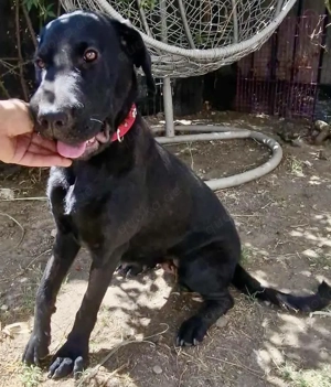 Annabelle - hoffnungsvolle Doggen-Mix-Hündin Bild 2