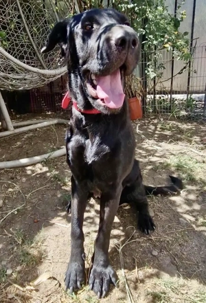 Annabelle - hoffnungsvolle Doggen-Mix-Hündin Bild 8