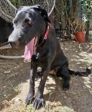 Annabelle - hoffnungsvolle Doggen-Mix-Hündin Bild 6