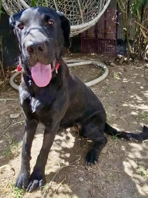 Annabelle - hoffnungsvolle Doggen-Mix-Hündin Bild 7