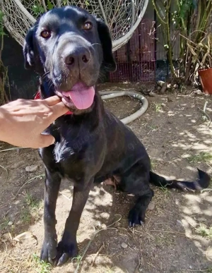 Annabelle - hoffnungsvolle Doggen-Mix-Hündin Bild 4