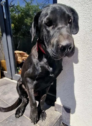 Annabelle - hoffnungsvolle Doggen-Mix-Hündin Bild 5