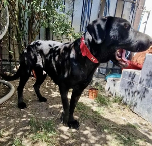 Annabelle - hoffnungsvolle Doggen-Mix-Hündin Bild 10