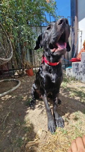 Annabelle - hoffnungsvolle Doggen-Mix-Hündin Bild 9