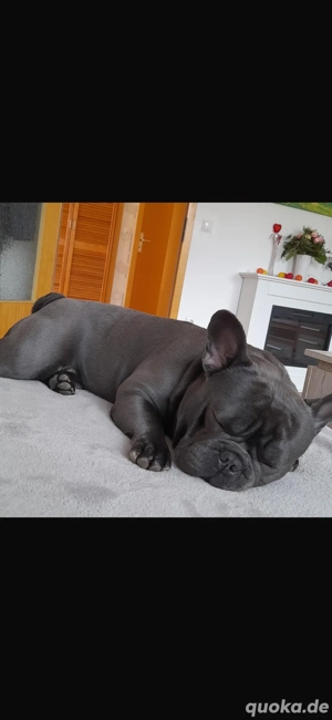 französischer Buldogge Deckrüde