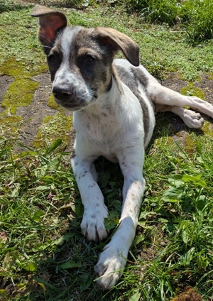 Kalle wartet in 97499 Traustadt