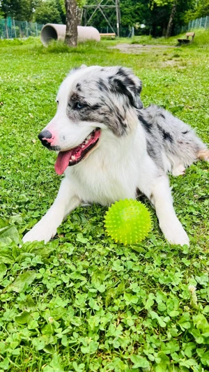 Australian Shepherd Black Tri Erfahrener Deckrüde (Kein Verkauf) Bild 10