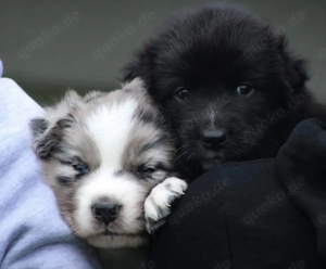 Australian Shepherd Black Tri Erfahrener Deckrüde (Kein Verkauf) Bild 3