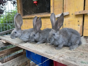 reinrassige Deutsche Riesen 