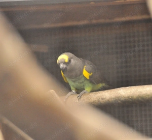 Gebe 0,1 Goldbughenne ab