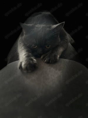 Deckkarte britisch Kurzhaar