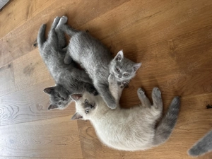 Deckkater britisch Kurzhaar Bild 3