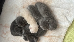 Deckkater britisch Kurzhaar Bild 2