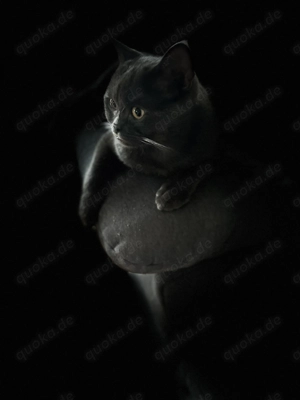 Deckkater britisch Kurzhaar