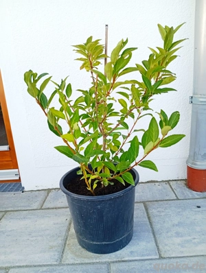 Forsythie, gelbe Blüten, 60 cm hoch 