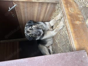 Zuhause oder Pflegestelle gesucht für Linus Bild 3