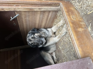 Zuhause oder Pflegestelle gesucht für Linus