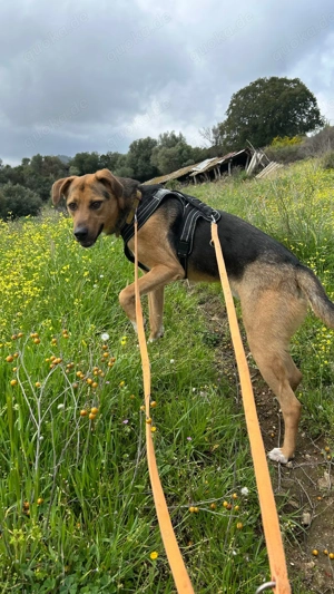 Zuhause oder Pflegestelle gesucht für Minou