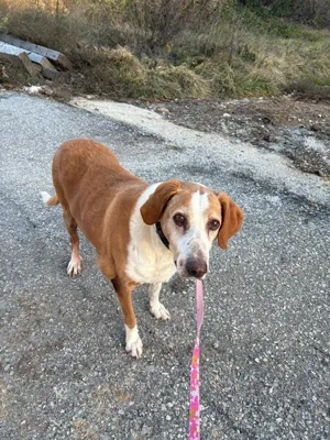 Zuhause oder Pflegestelle gesucht für Kanelos 