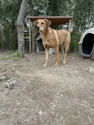 Zuhause oder Pflegestelle gesucht für Debby 