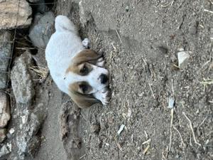 Zuhause oder Pflegestelle gesucht für Ida