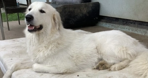 Pyrenäenberghündin 