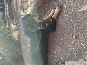 Zuhause gesucht für Flora