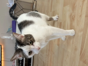 2 Katzen Geschwister Paar Männlich und weiblich 