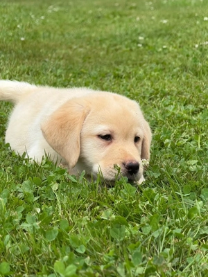 Labrador-Welpen   geimpft, gechipt & entwurmt   abgabebereit! 