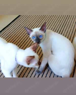 Thai Katzen (Siam alte Typ) KASTRIERT von FIFe 1.DEKZV e.V.