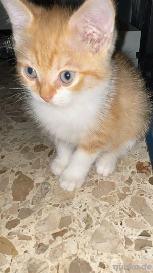 Wunderschöne BKH Mixe